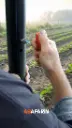 گردبـر دستـی 16.webp